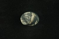 藏品(花斑蜑螺 )的圖片